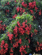 Lichi
