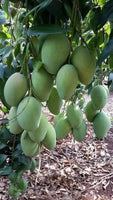 kolamb[home grown]3ft