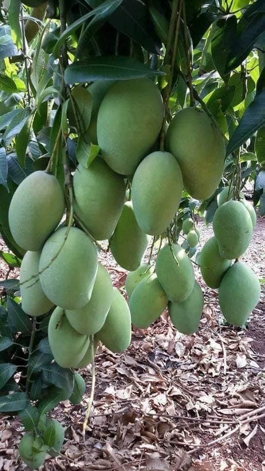 kolamb[home grown]3ft