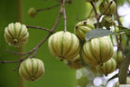 Kudam puli[HOME GROWN] 1FT