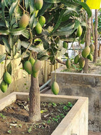 Baramasi mango