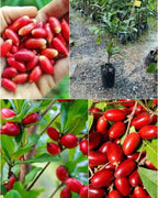 Miracle fruit
