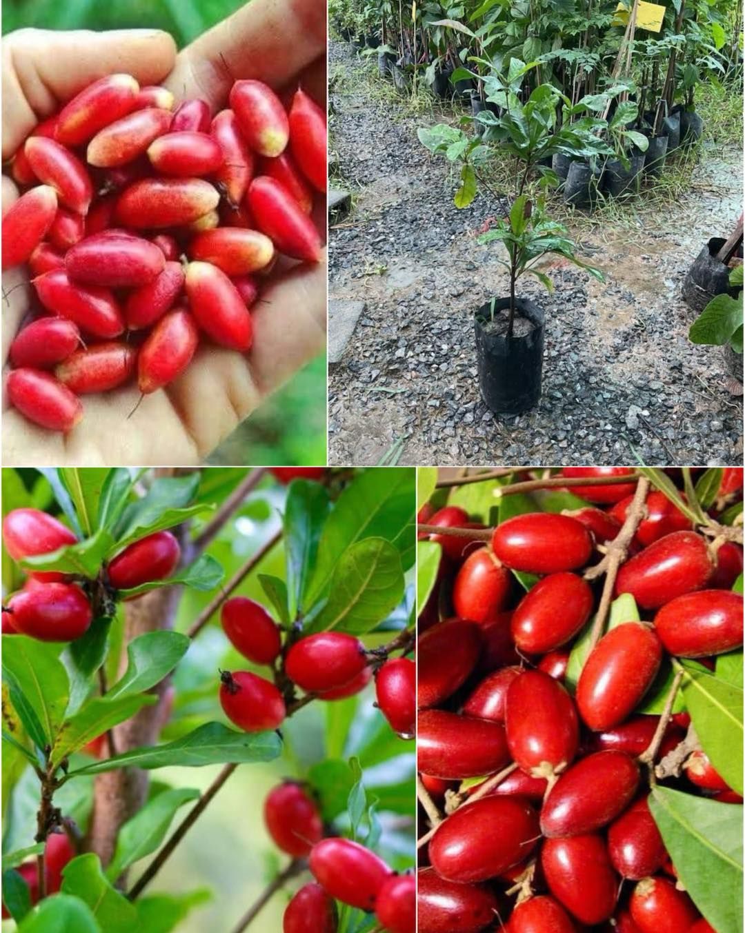 Miracle fruit