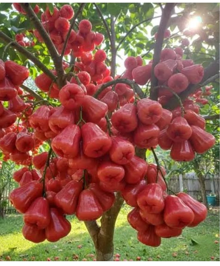 Rose chamba
