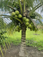 Ganga Bondam