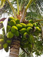 Lakkadi[3ft]