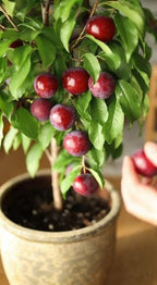 Plums
