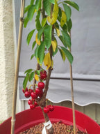 Bakery cherry