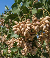 Pista