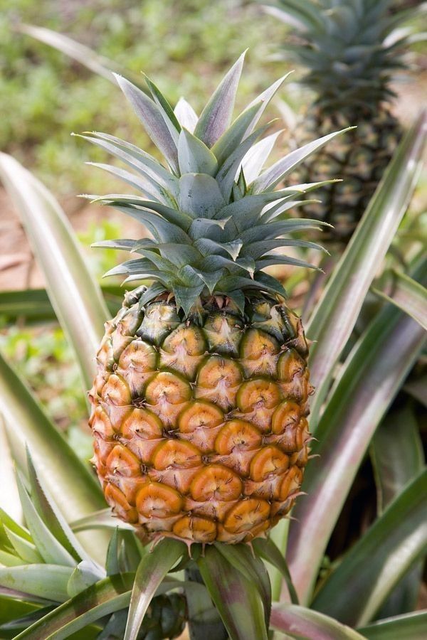 Pineapple