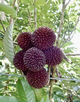 Mullatha