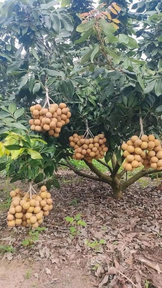 lagan fruit
