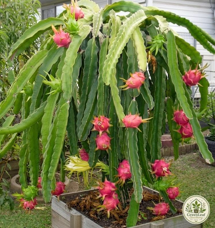Red dragon fruit