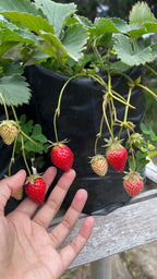 Strawberry