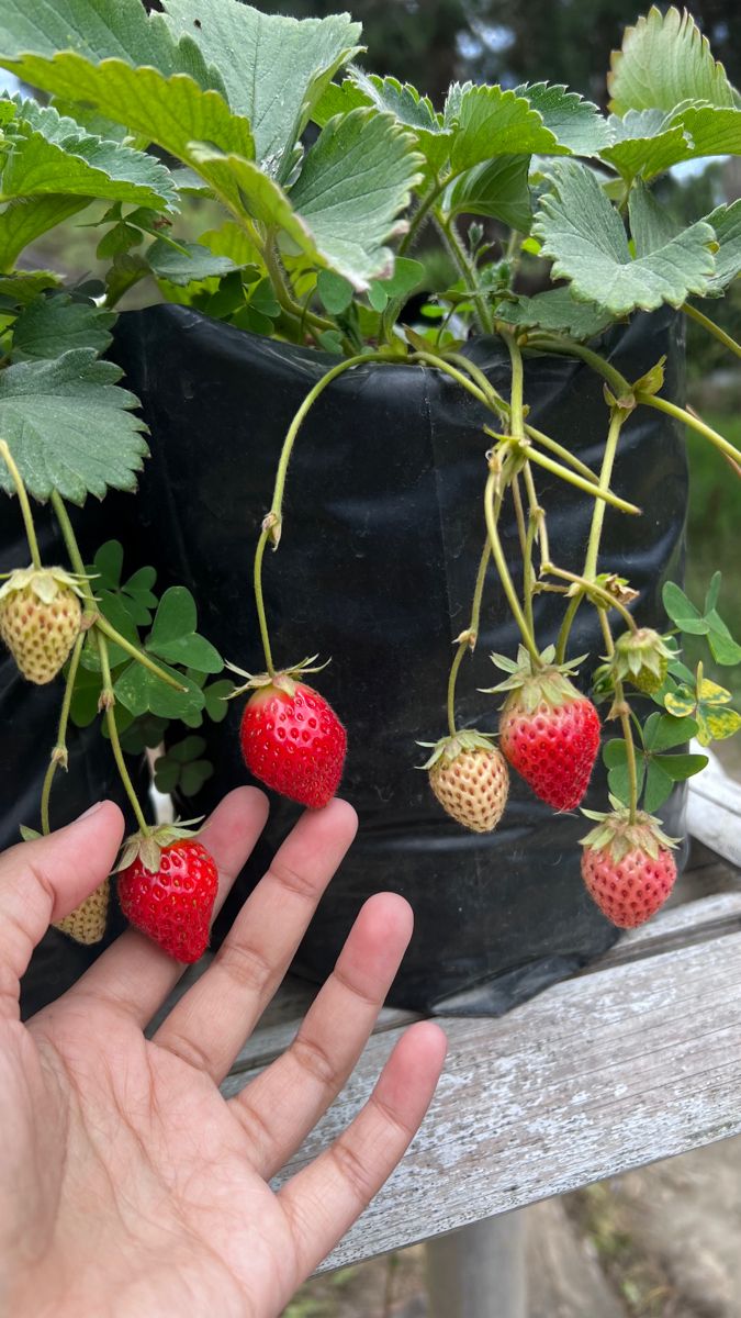 Strawberry