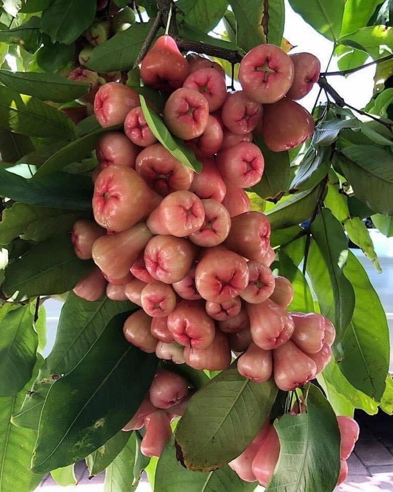 Rose chamba