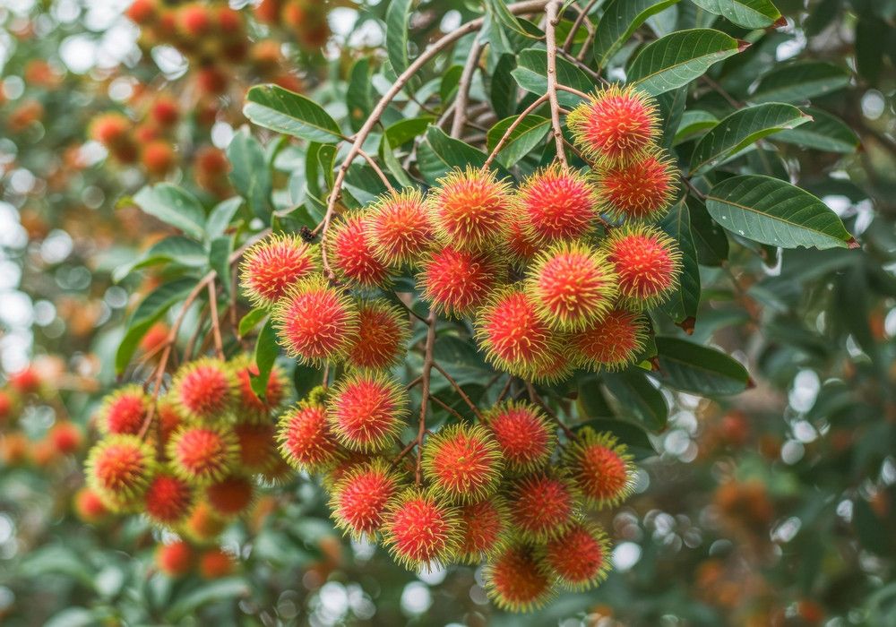Rambutan N-18 [5ft]