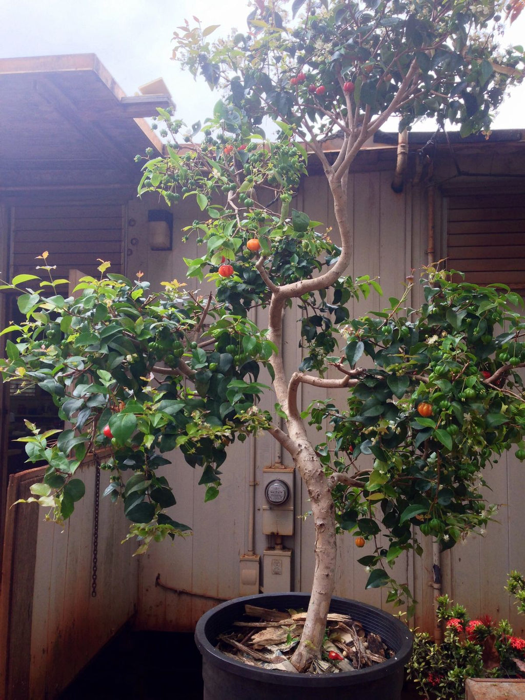 Surinam cherry