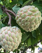 Seethapazham