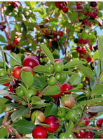 Strawberry guava [3ft]