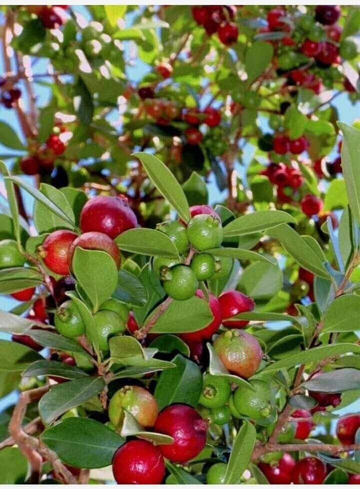 Strawberry guava [3ft]