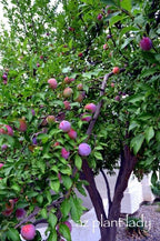 Plums