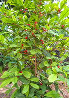 Miracle fruit