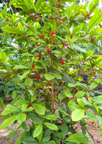 Miracle fruit