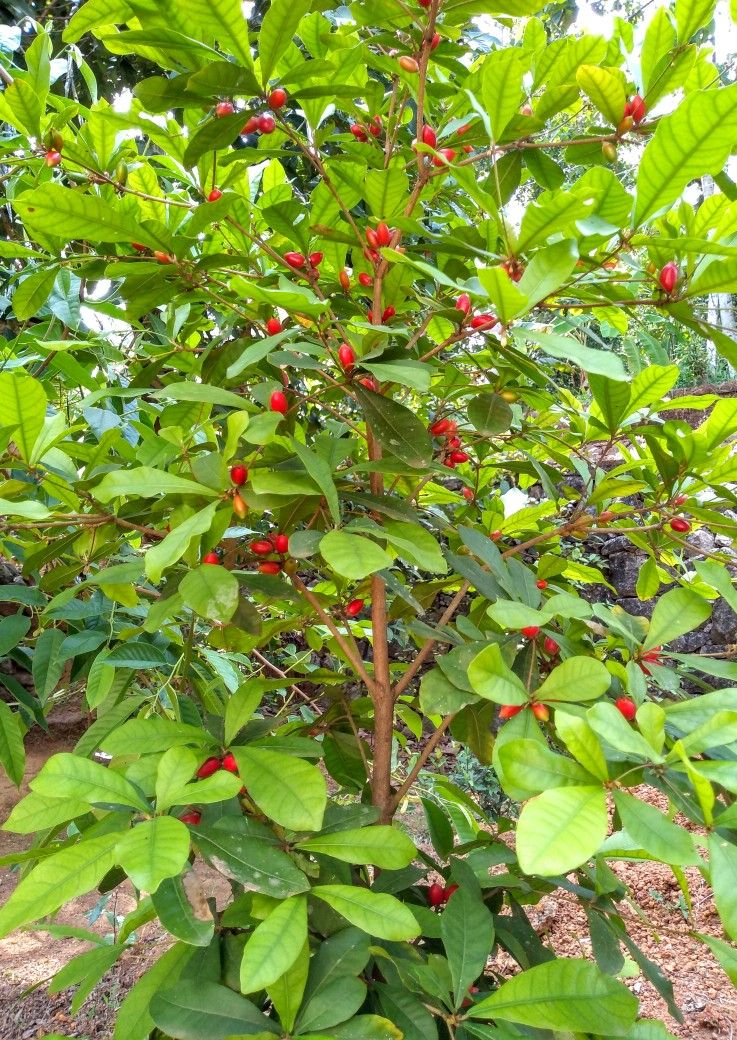 Miracle fruit