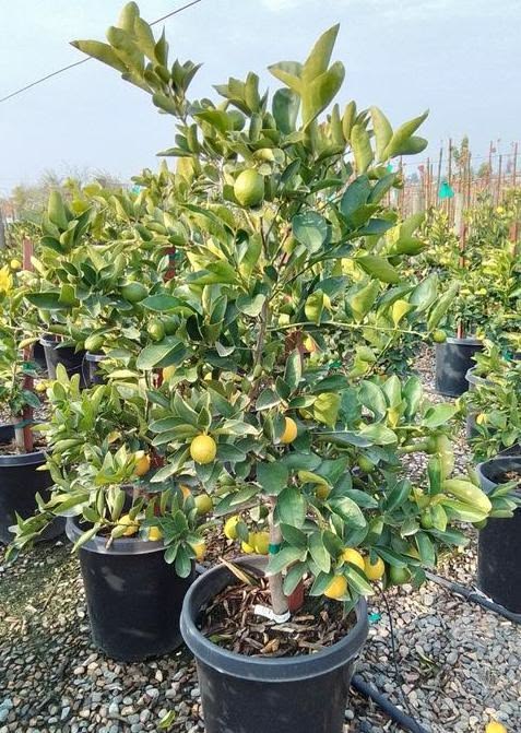 Seedless lemon