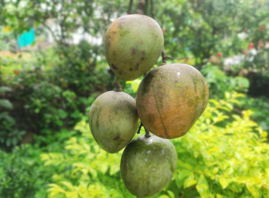 kotturkonam mango[3ft]