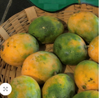 kalapaadi mango [home grown]1ft