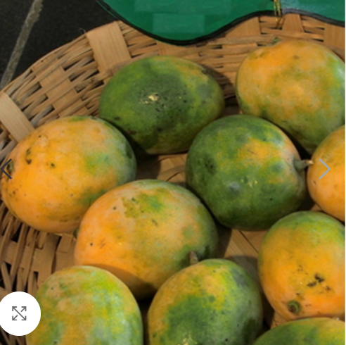 kalapaadi mango [home grown]1ft