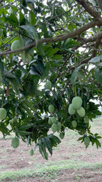moovandan mango[2ft]