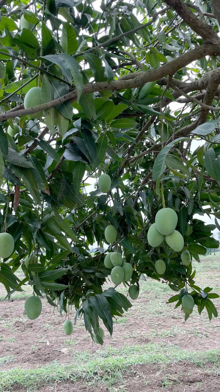 moovandan mango[2ft]