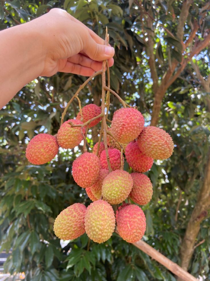 Lichi