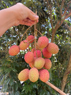 Lichi