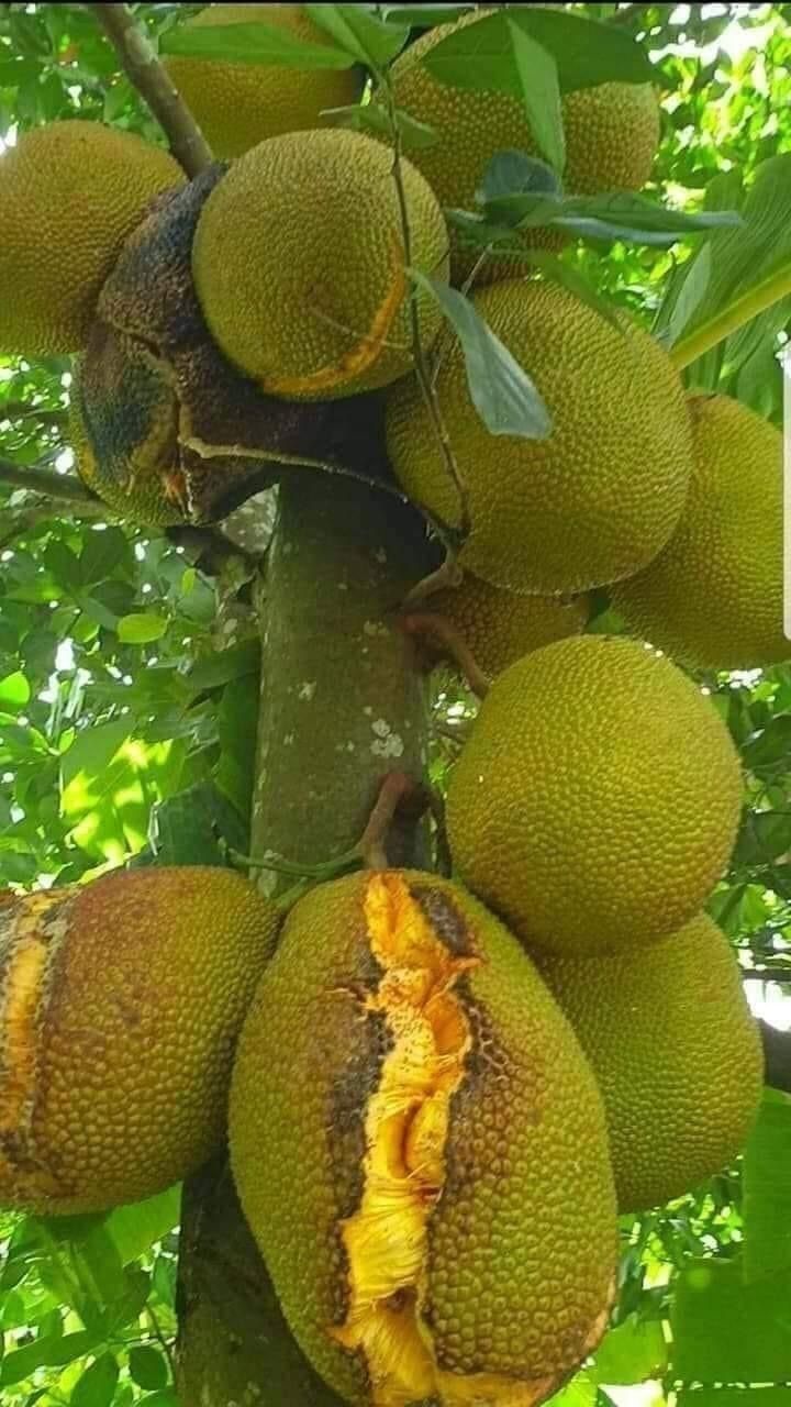 J-33 Jackfruit [HOME GROWN]2.5ft