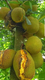 J-33 Jackfruit [HOME GROWN]2.5ft
