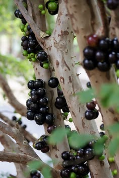 Jaboticaba