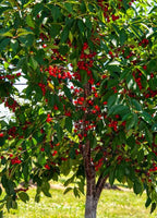 Bakery cherry
