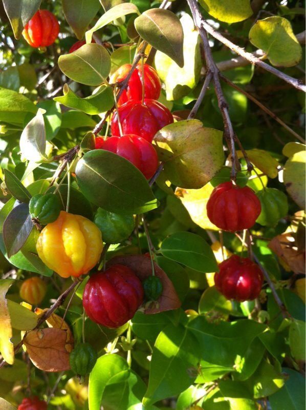 Surinam cherry