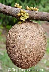 White sapota