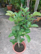 Hybrid guava