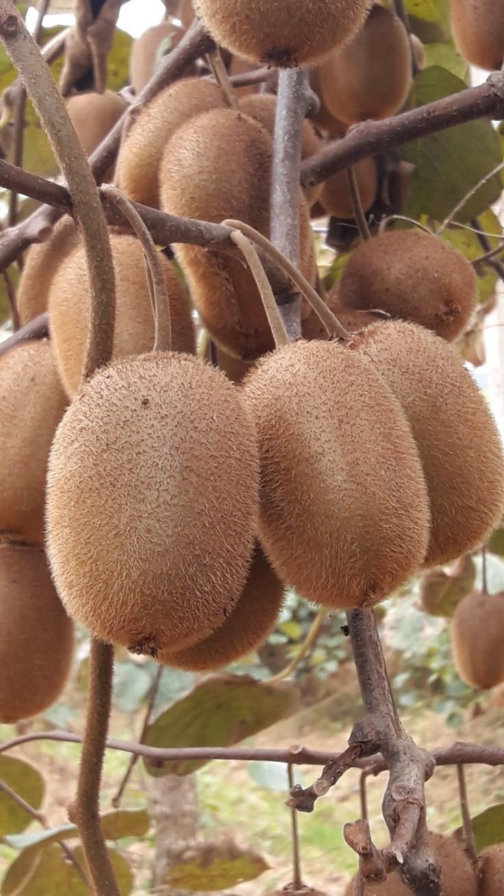 Kiwi