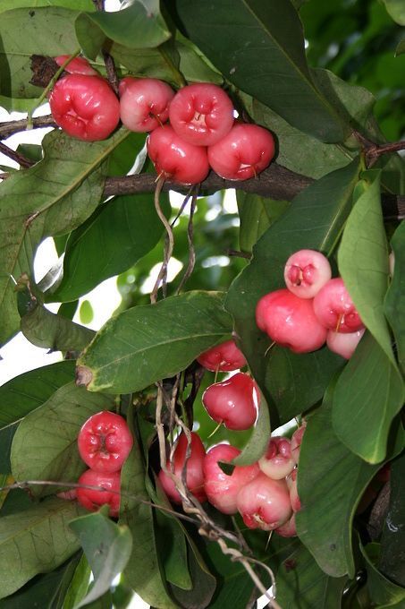Normal pink chamba [1.5ft]