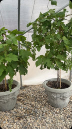 Grapes