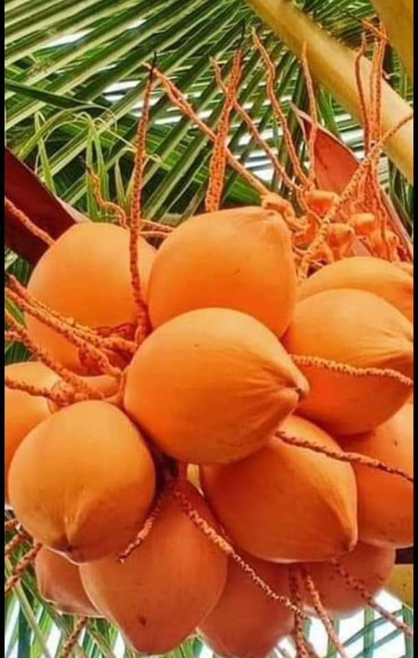 RED COCONUT