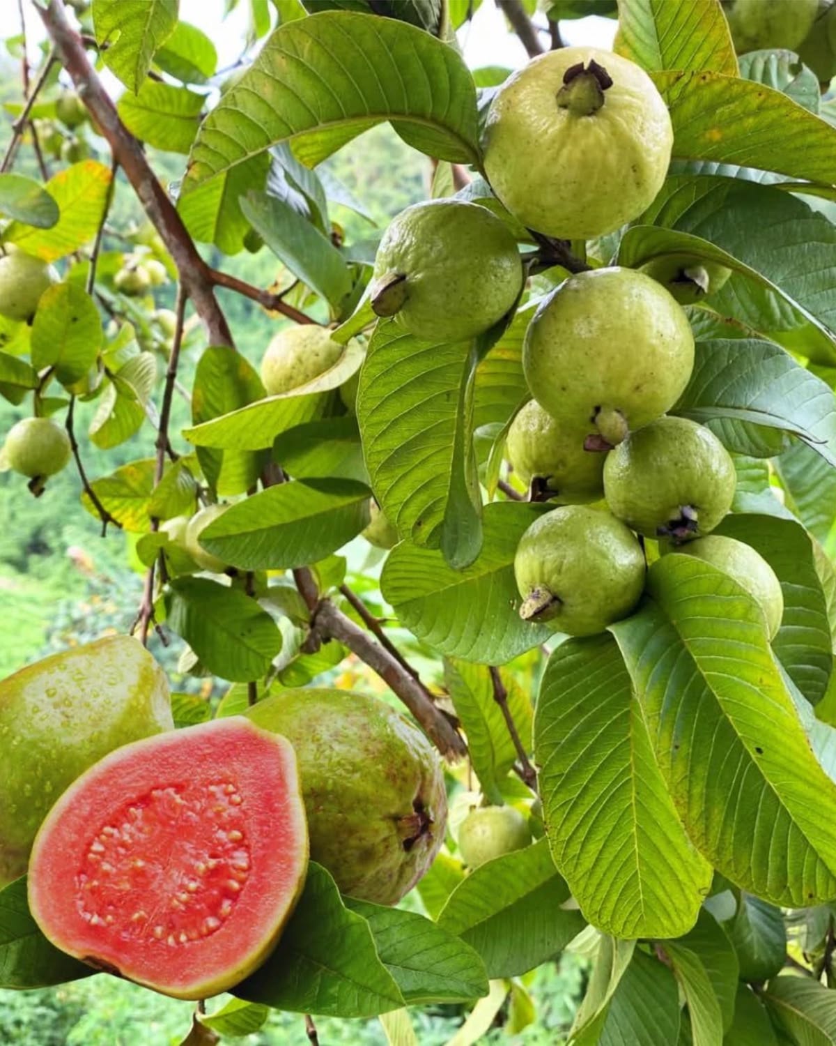 ARKA KIRAN GUAVA [2FT]