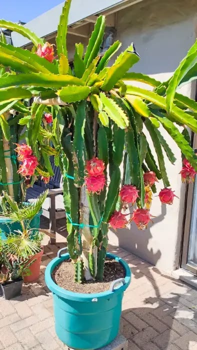 Red dragon fruit